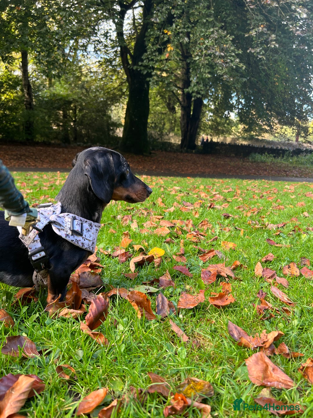Miniature Dachshund dogs for sale: KC Registered Miniature Dachshund Male 4 Years Old - Advert 5