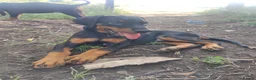 Dobermann dogs for sale: FOUR DOBERMANN FEMALE PUPS STILL AVAILABLE  - Advert 14