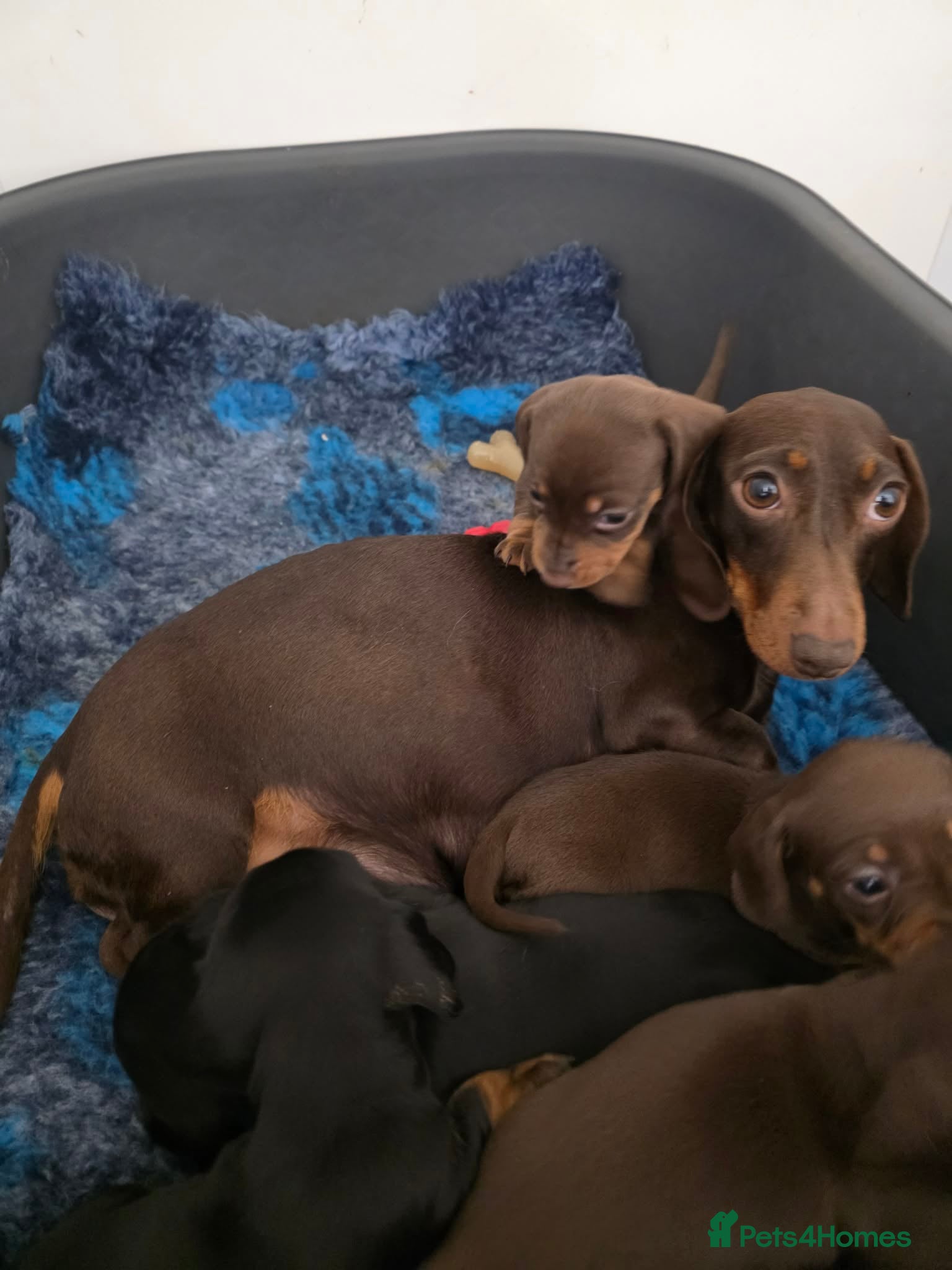 Miniature Dachshund dogs for sale: Miniature dachshund pups - Advert 2