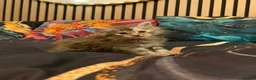 Maine Coon cats for sale: Main coon kittens - Advert 16