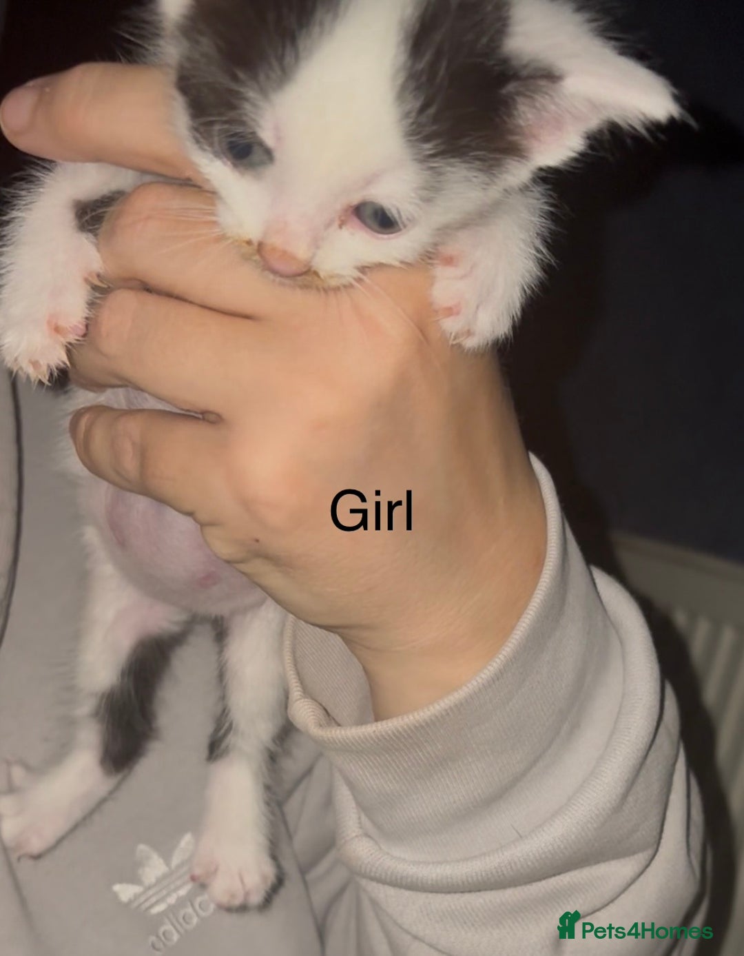 Mixed Breed cats for sale: Beautiful Kittens For Sale  - Advert 11