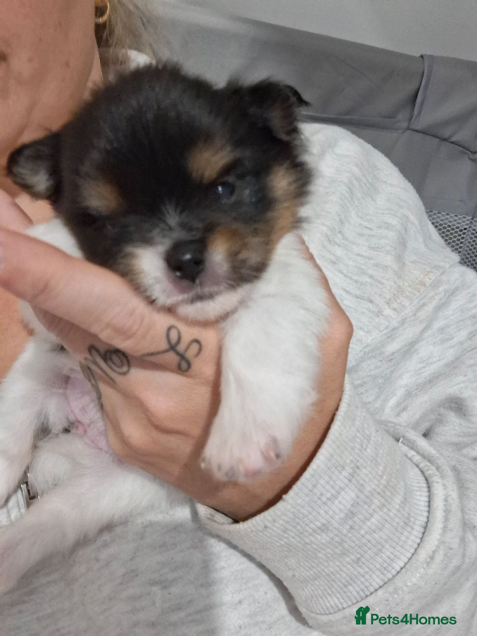 Pomeranian dogs Beautiful pomeranian pups just born!! - Advert 5