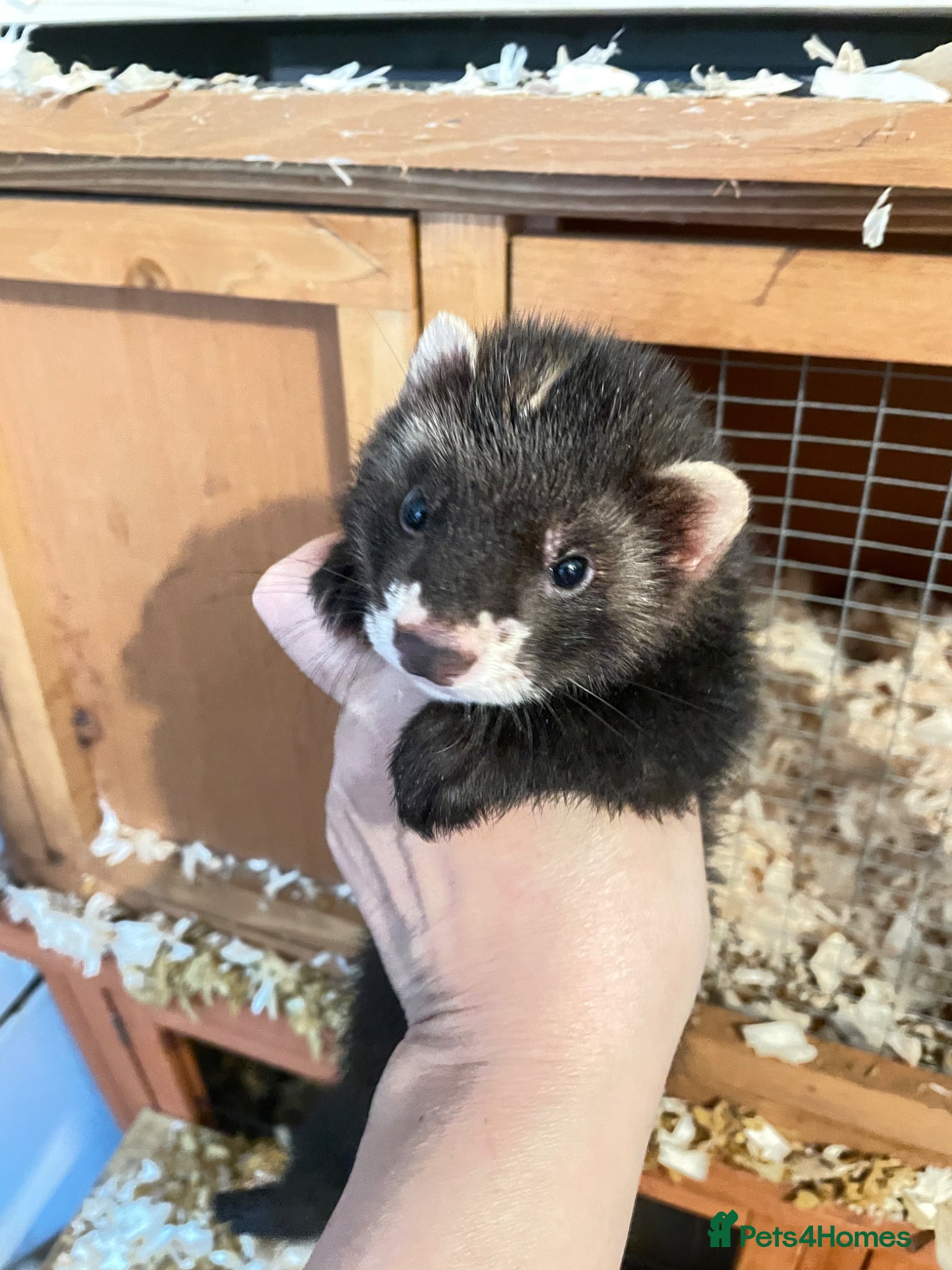 Ferret rodents 3 gorgeous ferret kits looking for new homes - Advert 1