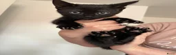 Mixed Breed cats for sale: 3 male kittens  in Swindon - Advert 4