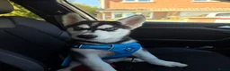 Siberian Husky dogs for sale: Siberian Husky  - Advert 4