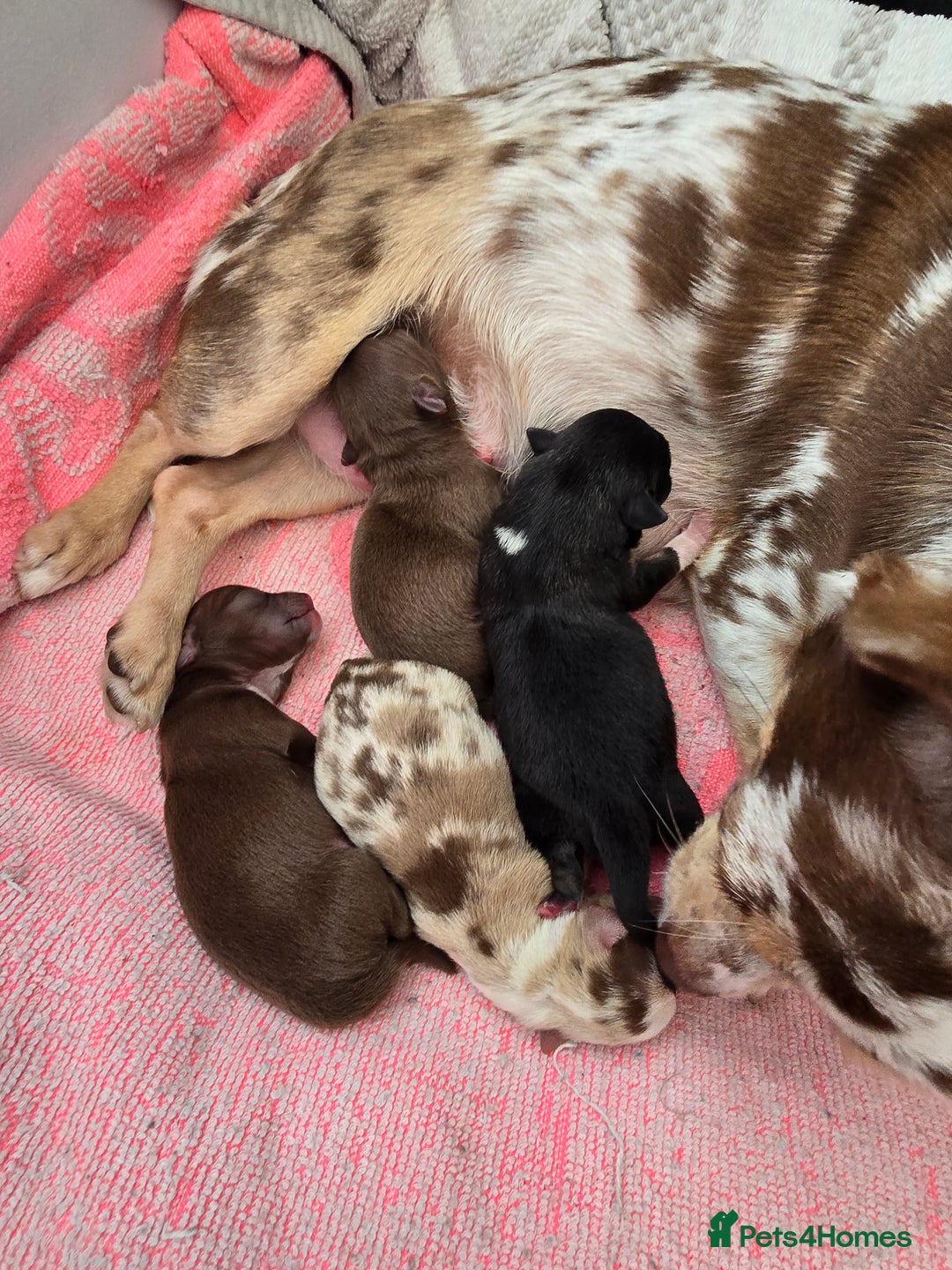 Chihuahua dogs for sale: Cup Chihuahua mini - Image 36