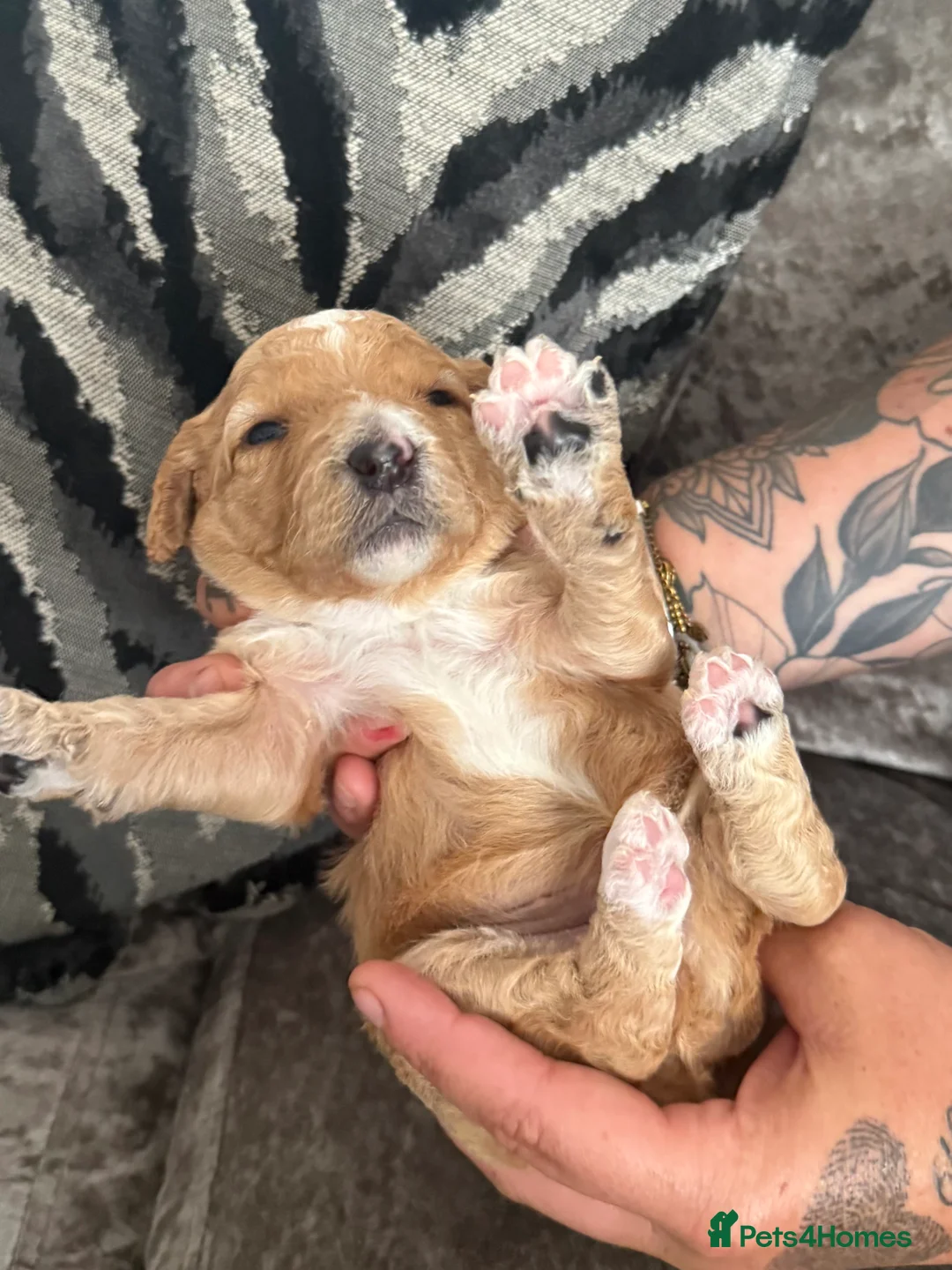 Australian Labradoodle dogs for sale: Outstanding 5 🌟🌟 Australian labradoodle litter  - Advert 30