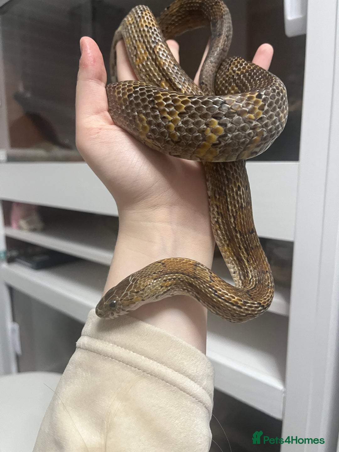 Mixed Breed reptiles for sale: Loads of snakes for rehome!  - Advert 3
