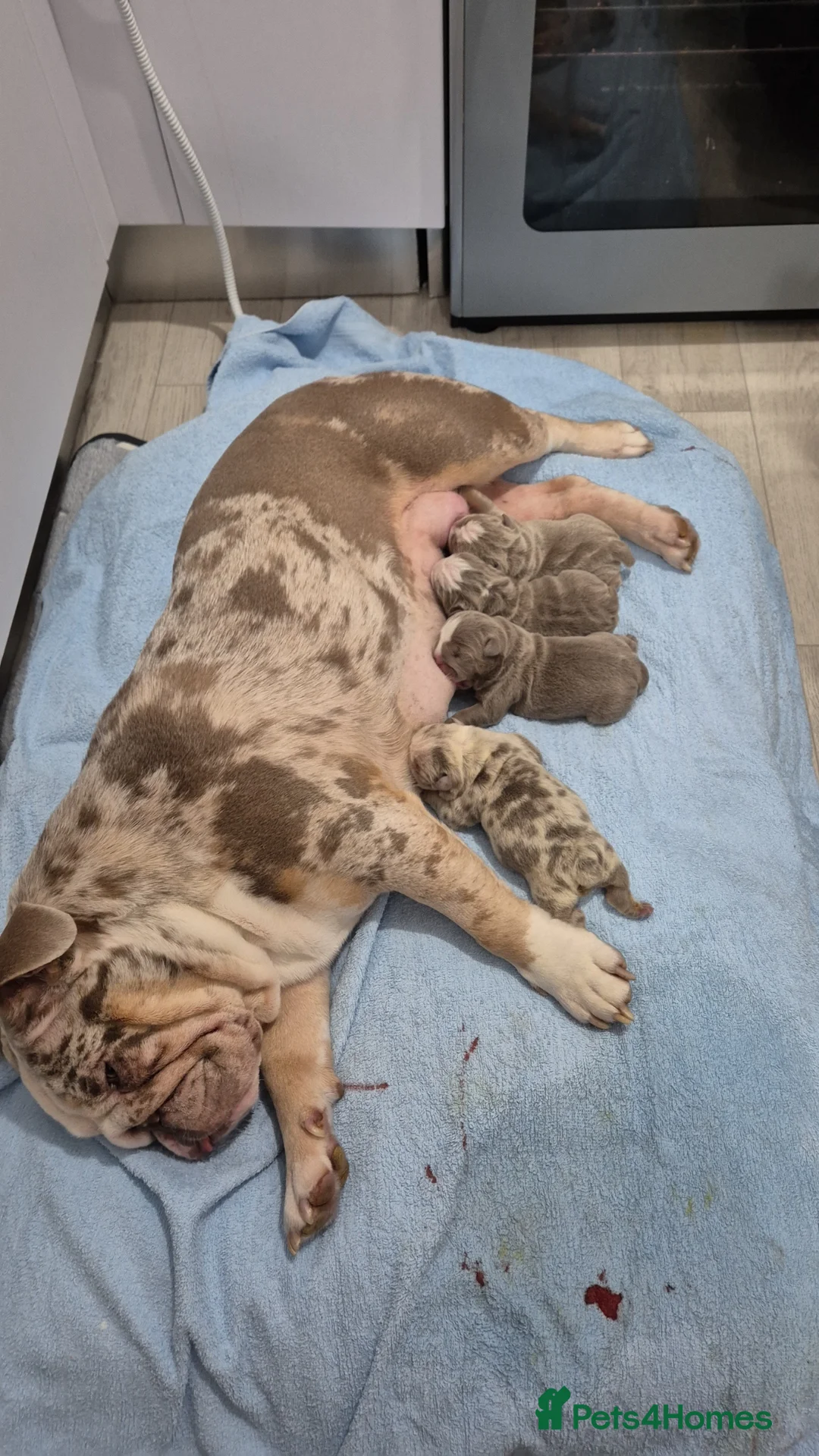 English Bulldog dogs for sale: English bulldog puppy - Advert 9