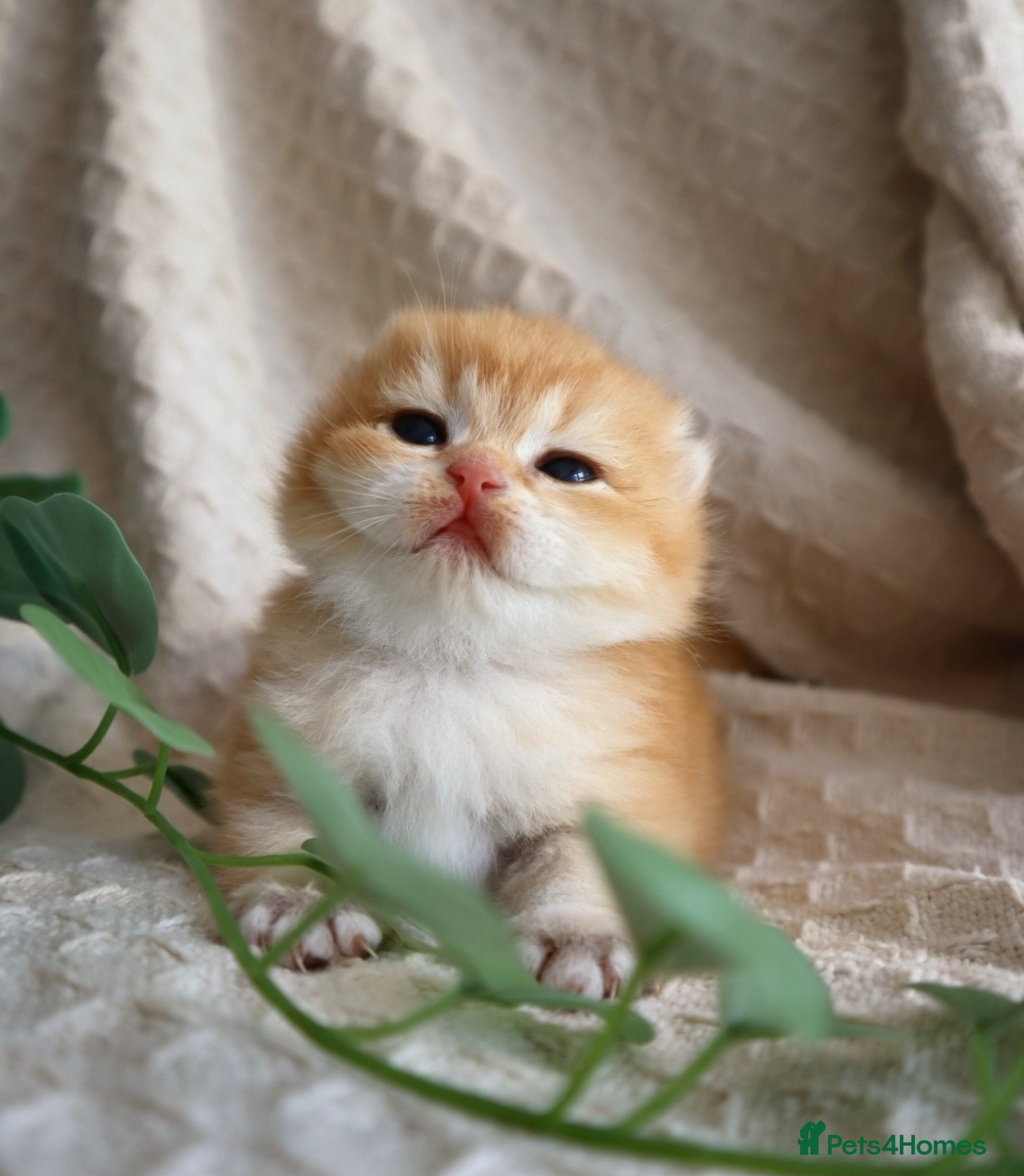 British Shorthair cats Registered from Champion & Health Tested Lines - Advert 1
