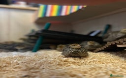 Mixed Breed birds for sale: 18 coturnix quail chicks  - Image 3