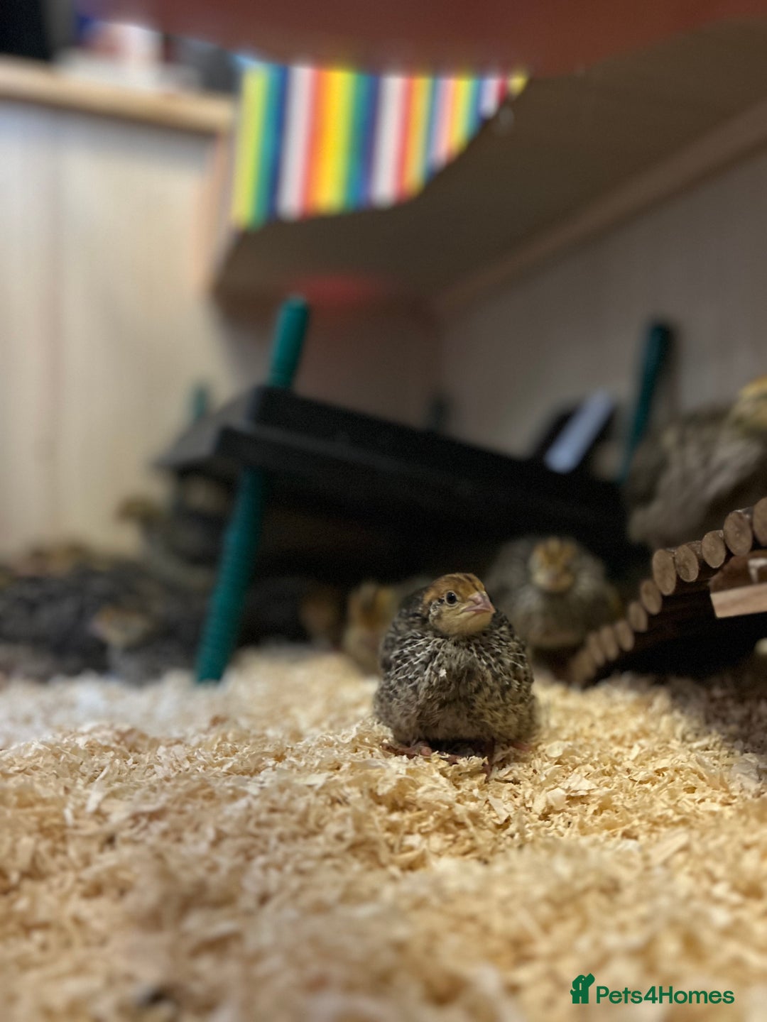 Mixed Breed birds for sale: 18 coturnix quail chicks  - Image 3