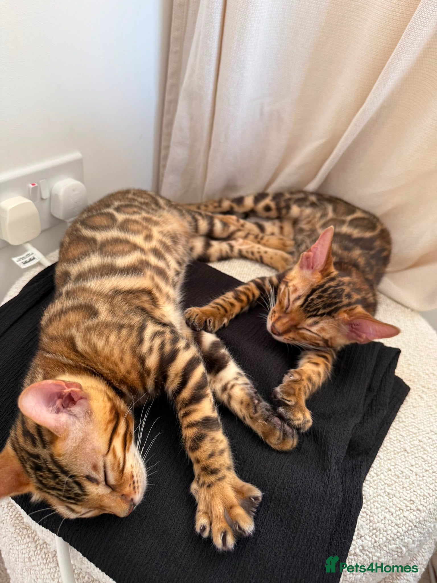 Bengal cats Cuddly and beautiful pedigree bengal kittens - Advert 2