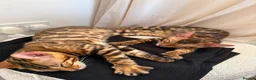 Bengal cats for sale: The last kitten: affectionate Bengal boy ❤️ - Advert 15