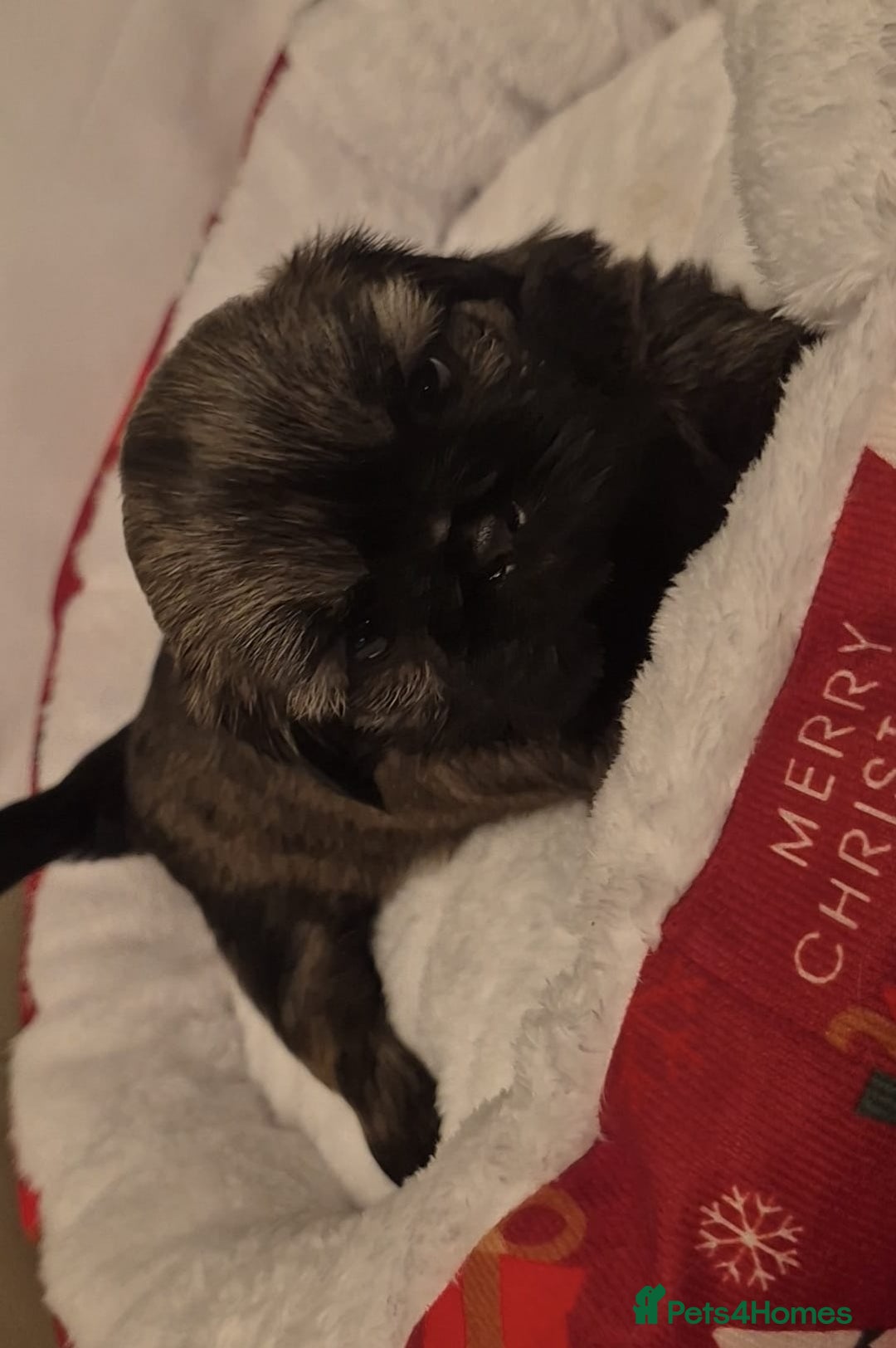 Shih Tzu dogs for sale: Imperial Shih Tzu- 1 beautiful girl❤️  - Advert 40