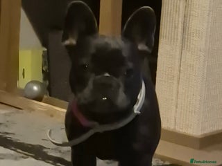 French Bulldog dogs - Advert 28