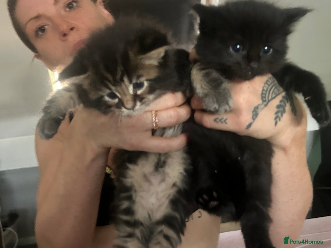 Maine Coon cats for sale: Pure bred Maine coon kittens. 4 males  - Image 4