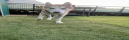 Siberian Husky dogs for sale: Full SiberianHusky Looking for a Loving Home - Advert 7