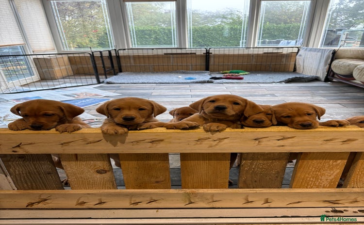 Labrador Retriever dogs - Advert 1