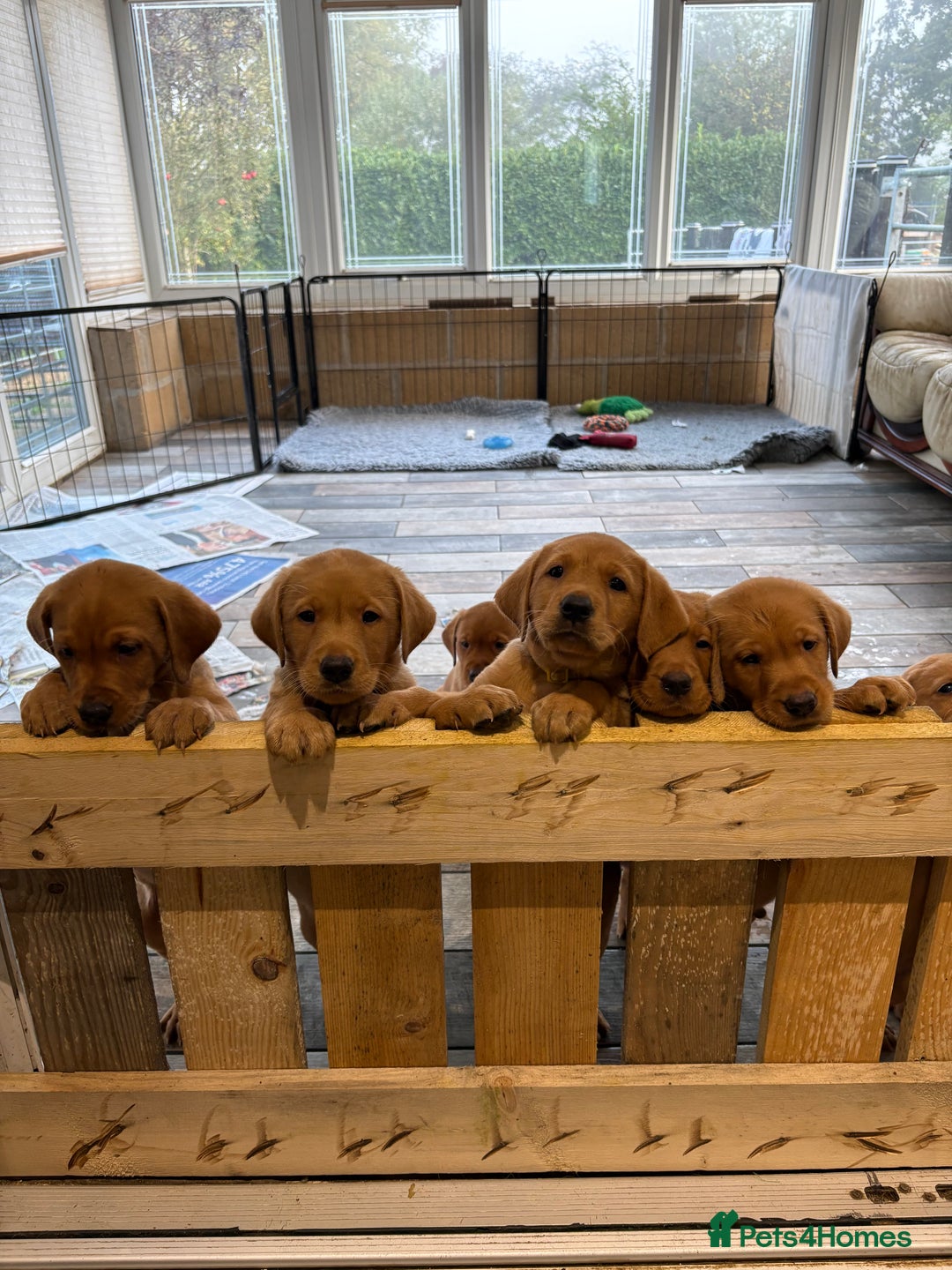 Labrador Retriever dogs for sale: Fox Red Labrador puppies Fully KC registered  - Image 1