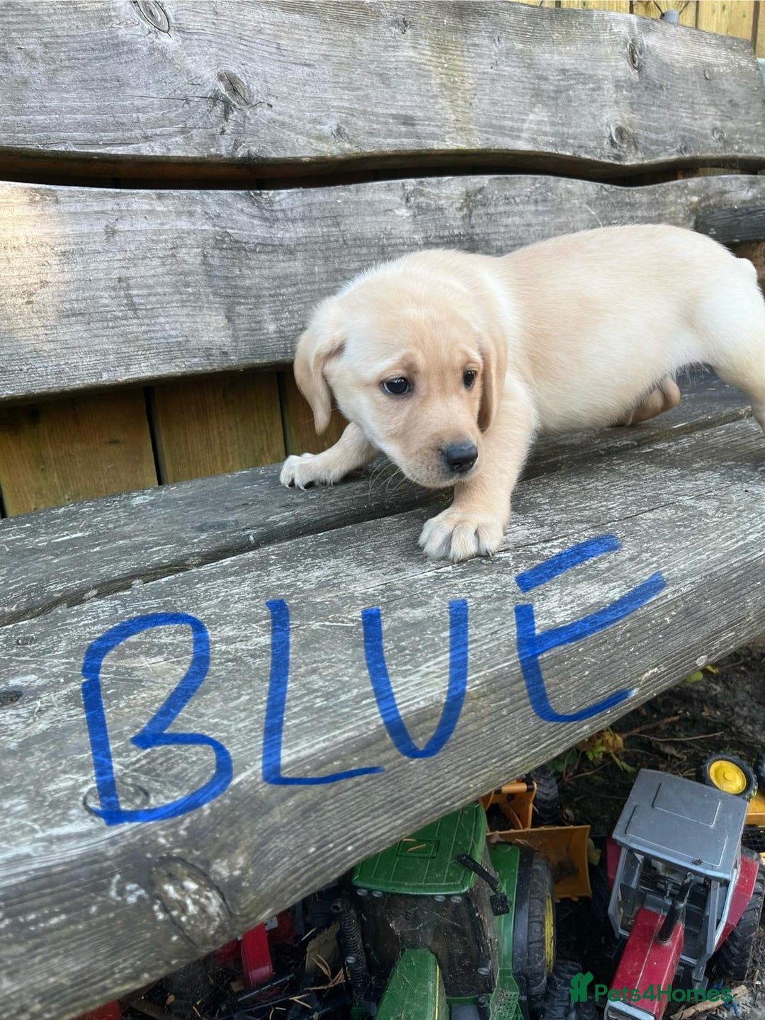 Labrador Retriever dogs for sale: Lovely Labrador pups - Image 21