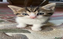 Mixed Breed cats for sale: 4 Sweet tempered kittens looking for loving homes - Image 11