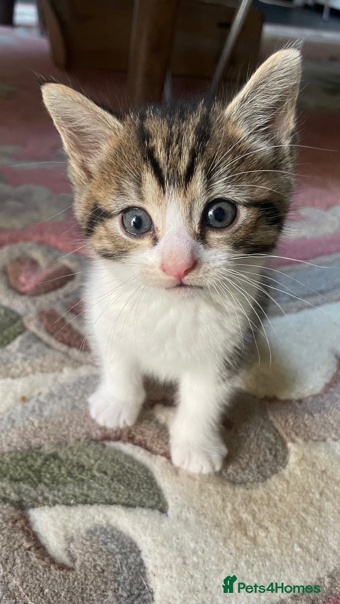 Mixed Breed cats for sale: 4 Sweet tempered kittens looking for loving homes - Image 11