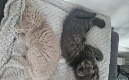 British Shorthair cats for sale: 4 British Shorthair  - Image 18