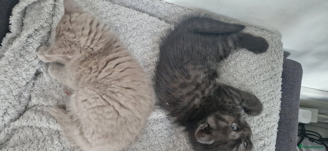 British Shorthair cats for sale: 4 British Shorthair  - Image 18