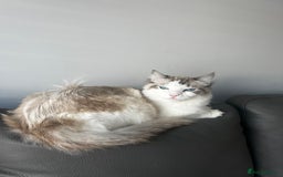 Ragdoll cats for sale: brother and sister ragdolls - Image 2