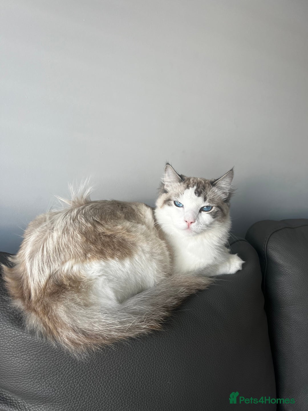 Ragdoll cats for sale: brother and sister ragdolls - Image 2