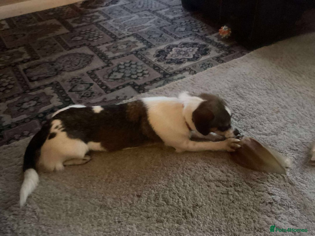 Mixed Breed dogs for adoption: Bouncy Betty - Advert 3