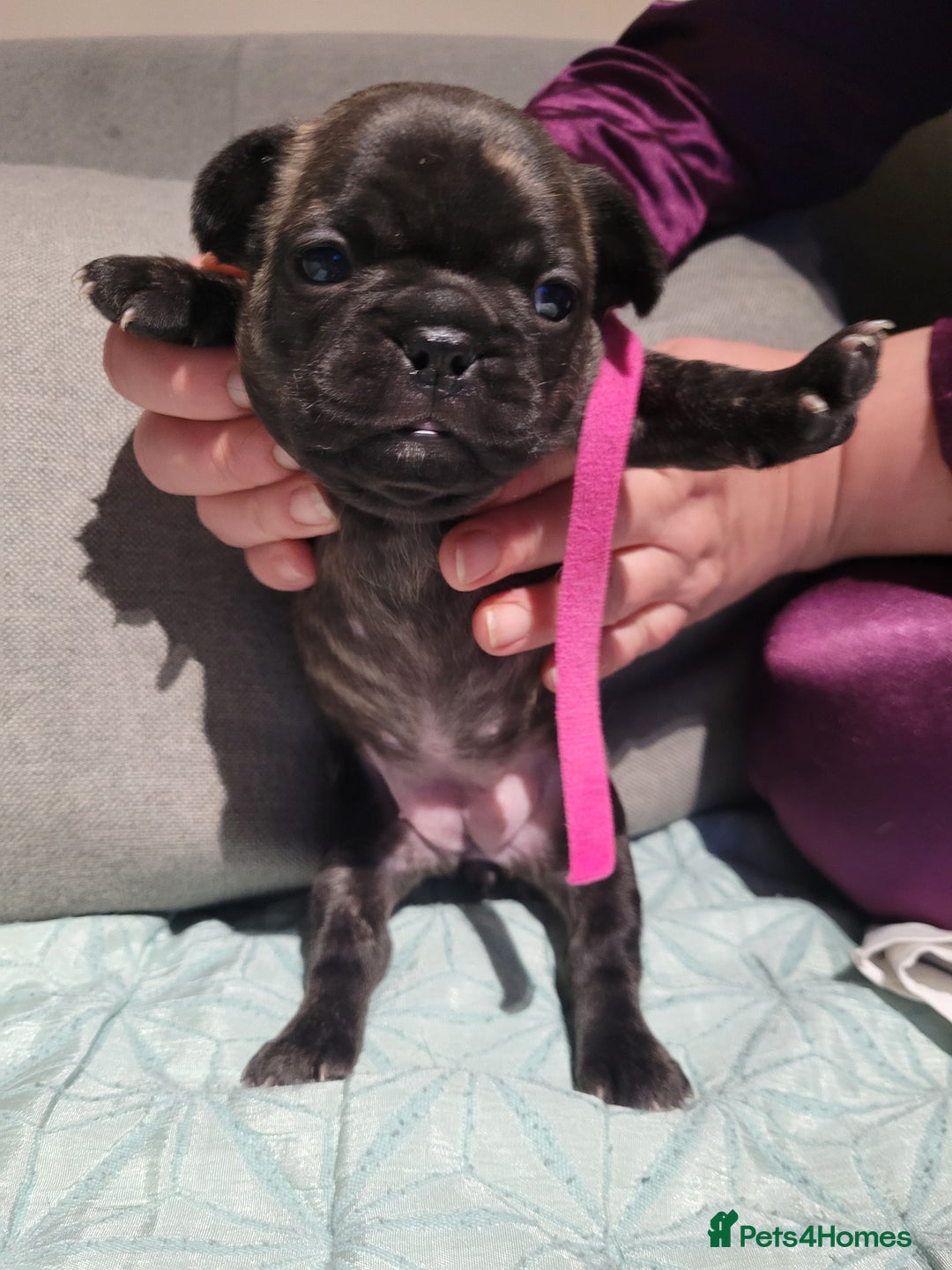 French Bulldog dogs for sale: 2 Girls and 4 Boys - Advert 19