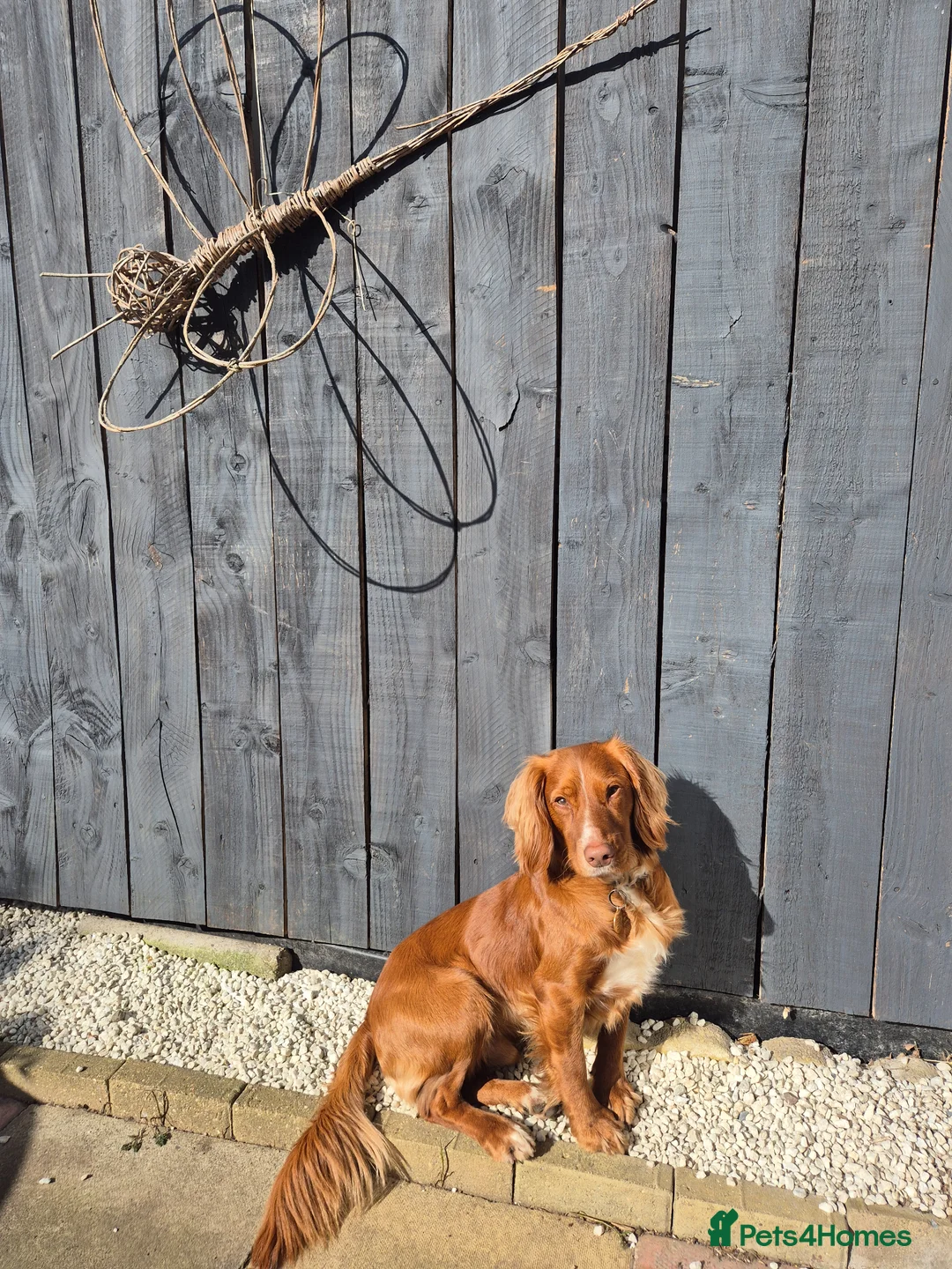 Cocker Spaniel dogs for stud: Working Cockerspaniel  in Stockton-on-Tees - Advert 1