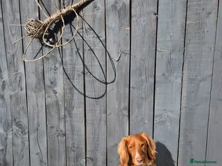 Cocker Spaniel dogs Working Cockerspaniel - Advert 1