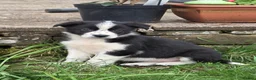 Border Collie dogs for sale: Tri coloured, Border Collie Pups - Advert 8