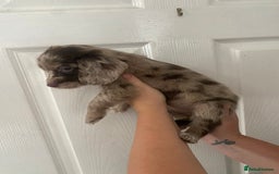 Cocker Spaniel dogs for sale: Merl cocker spaniel puppies  - Image 7