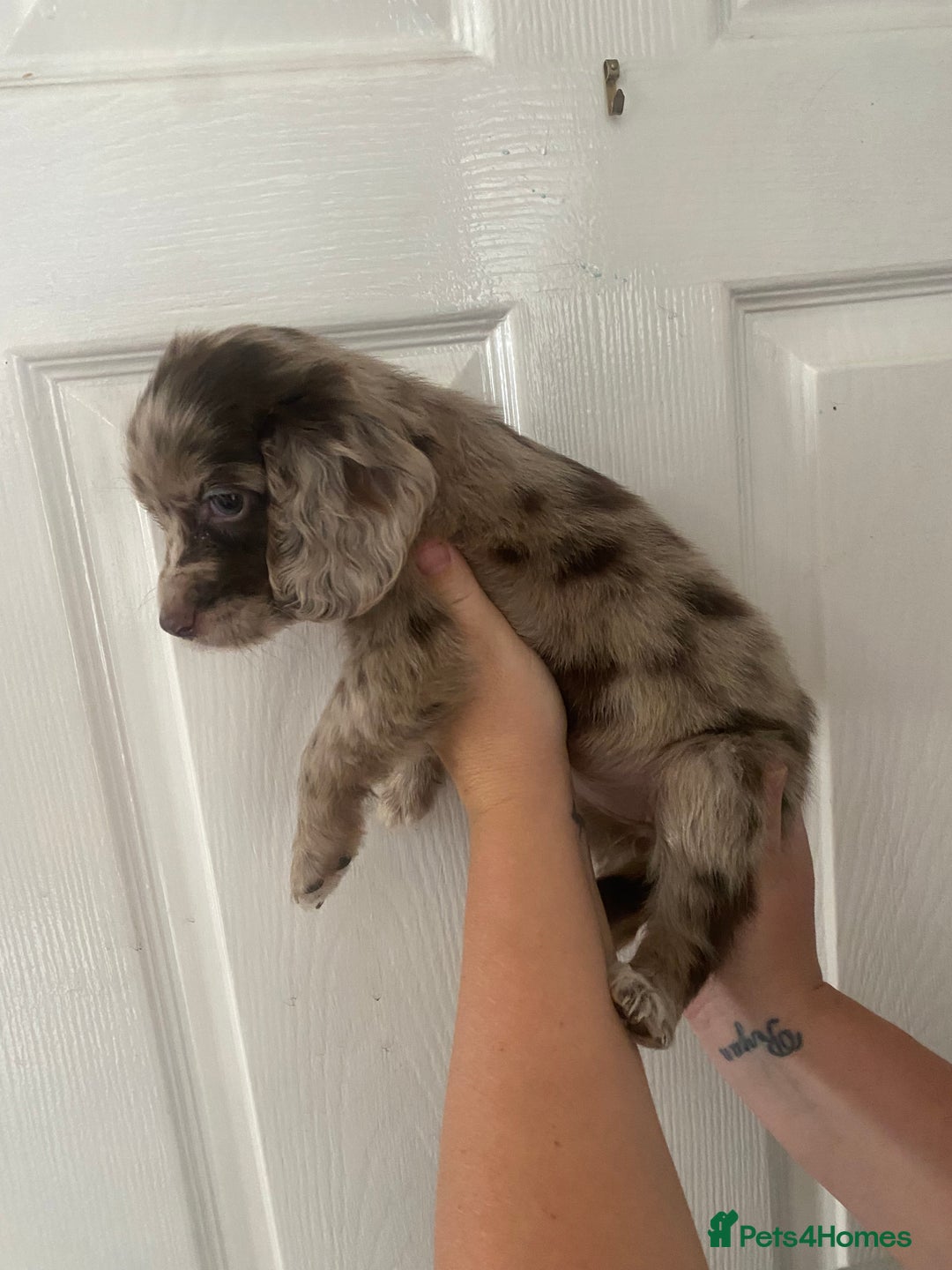 Cocker Spaniel dogs for sale: Merl cocker spaniel puppies  - Image 7
