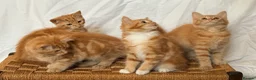 Mixed Breed cats for sale: Ginger kittens in Middlesbrough - Advert 2