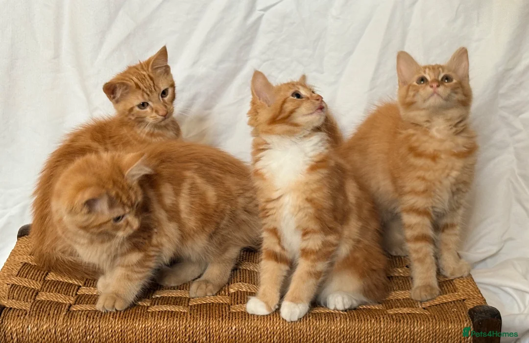 Mixed Breed cats for sale: Ginger kittens in Middlesbrough - Advert 2