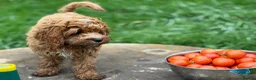 Cavapoo dogs for sale: Beautiful Cavapoo – Looking for a Loving Home - Advert 17