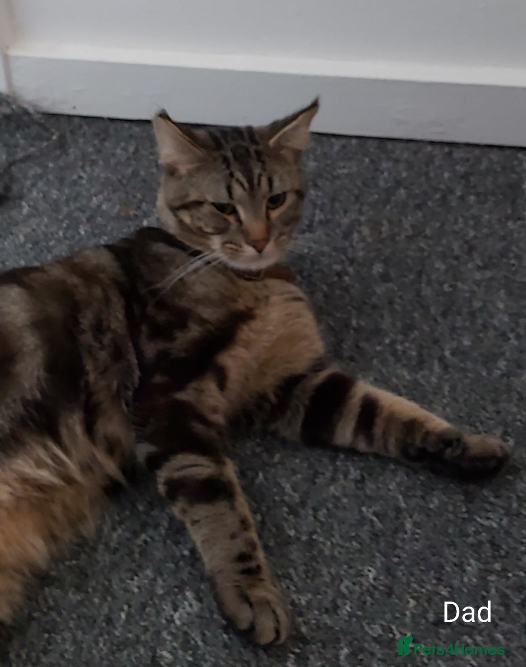 Mixed Breed cats for sale: 3 Ginger/Orange Tabby Half Bengal Kittens - Advert 5