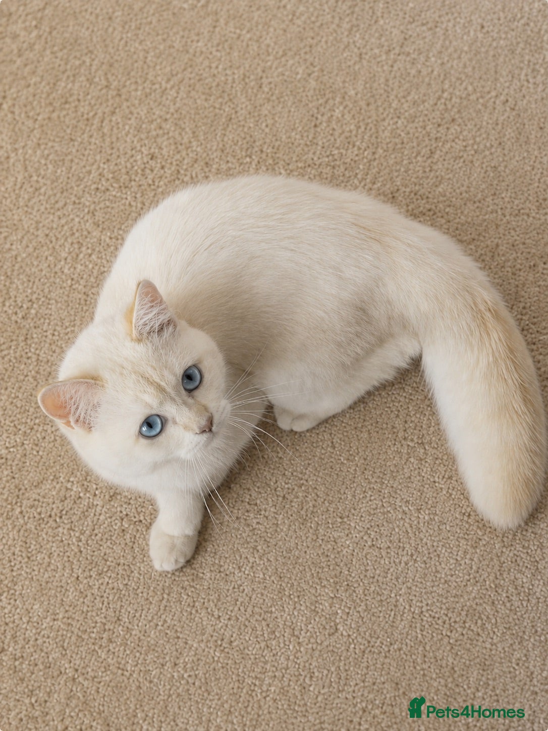 Scottish Fold cats handsome Scottish chinchilla Male blue-eyed - Advert 6