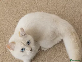 Scottish Fold cats handsome Scottish chinchilla Male blue-eyed - Advert 6