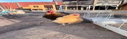 Chickens poultry for sale: Orpingtons/ hybrids/ wyandotte/leg bars & cockeral in Rhyl - Advert 3