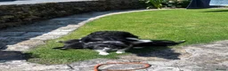 Border Collie dogs for sale: 6 Male Border Collie Puppies For Sale in Lancaster - Advert 6
