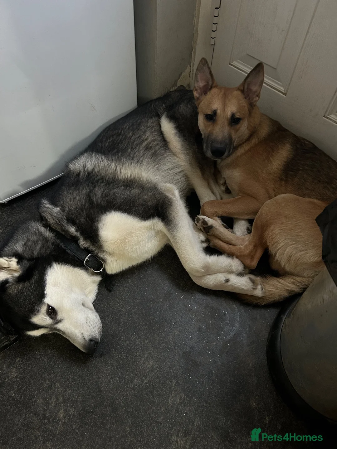 Mixed Breed dogs for sale: Male dog in Arundel - Advert 7