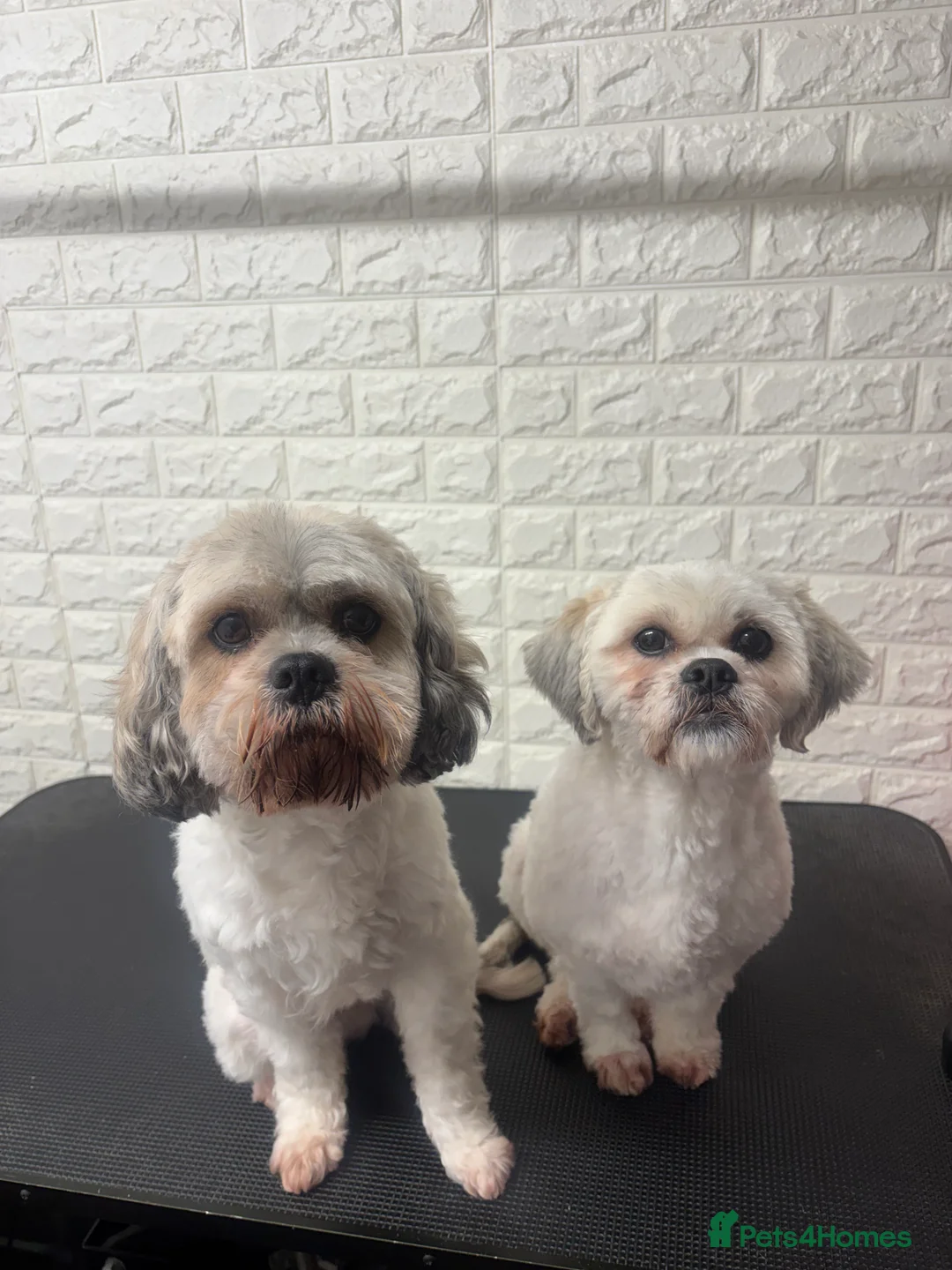 Mixed Breed dogs for sale: Cavachon & zuchon 8 and 9 years old - Advert 1