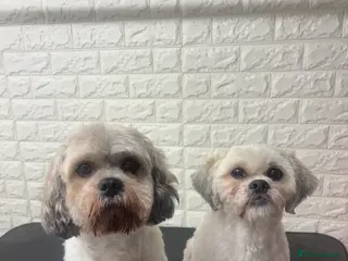 Mixed Breed dogs Cavachon & zuchon 8 and 9 years old - Advert 1