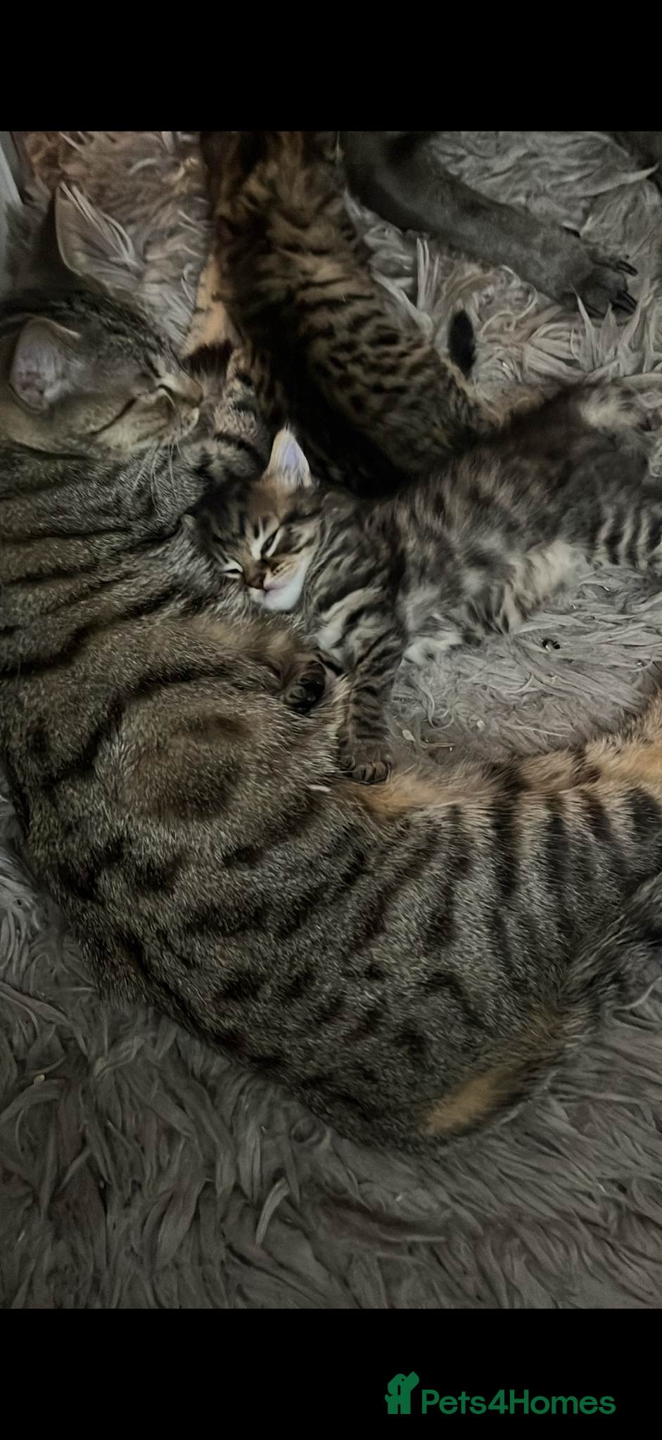 Mixed Breed cats Kittens - Advert 1